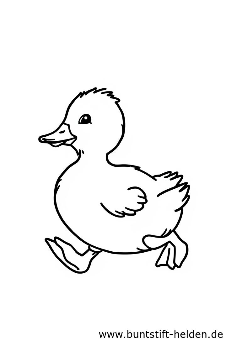 Vorschaubild für die Kategorie Ente