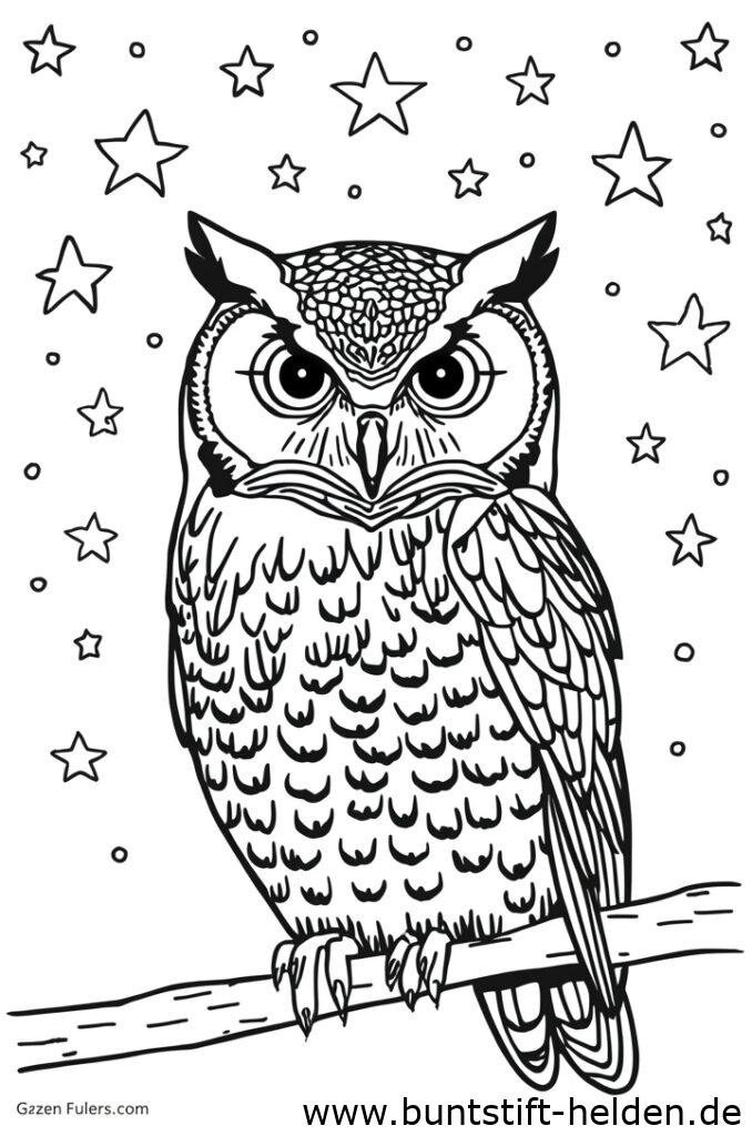 eule mit sternen 1
