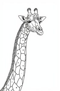 Giraffe Schaut Neugierig