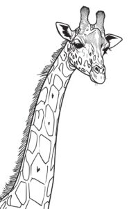 giraffe schaut neugierig 2