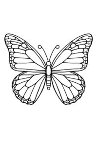 groer schmetterling 1