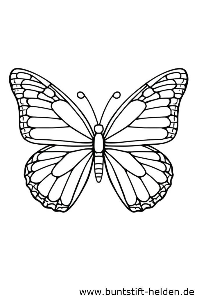 groer schmetterling 1