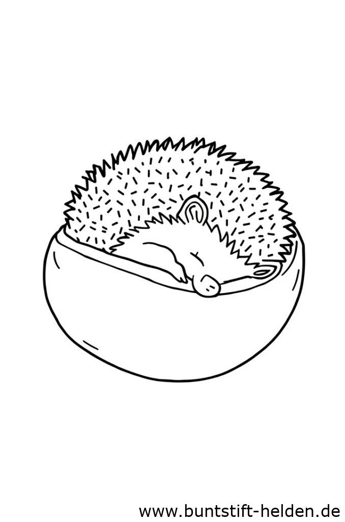 igel schlft 1