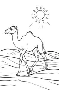kamel in der wueste