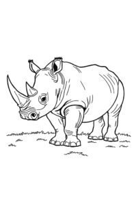 nashorn