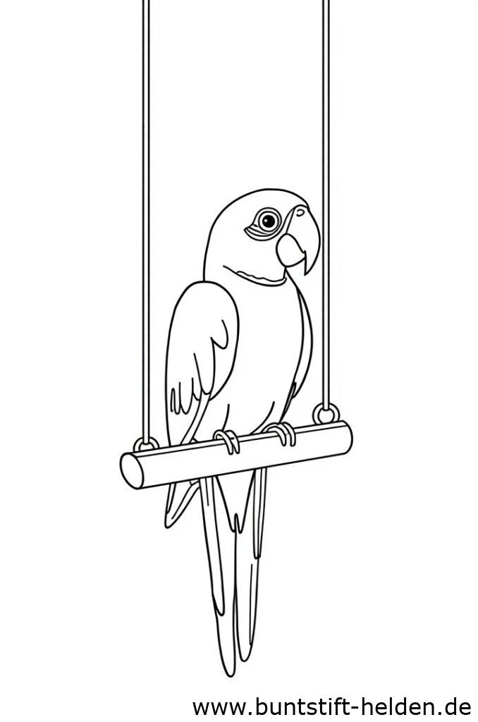 papagei auf schaukel 1