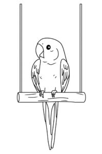 papagei auf schaukel 2