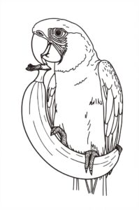 papagei mit banane 1