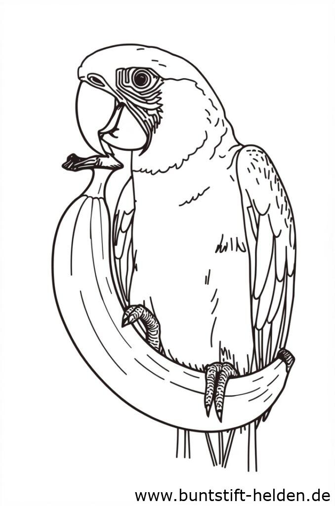 papagei mit banane 1