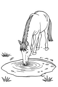 pferd trinkt wasser 1
