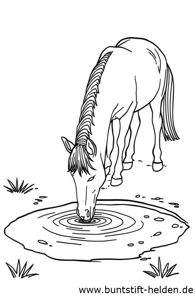 pferd trinkt wasser 1