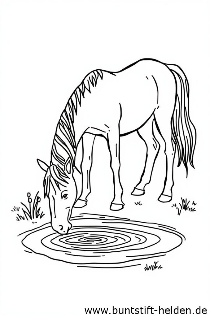 pferd trinkt wasser 2