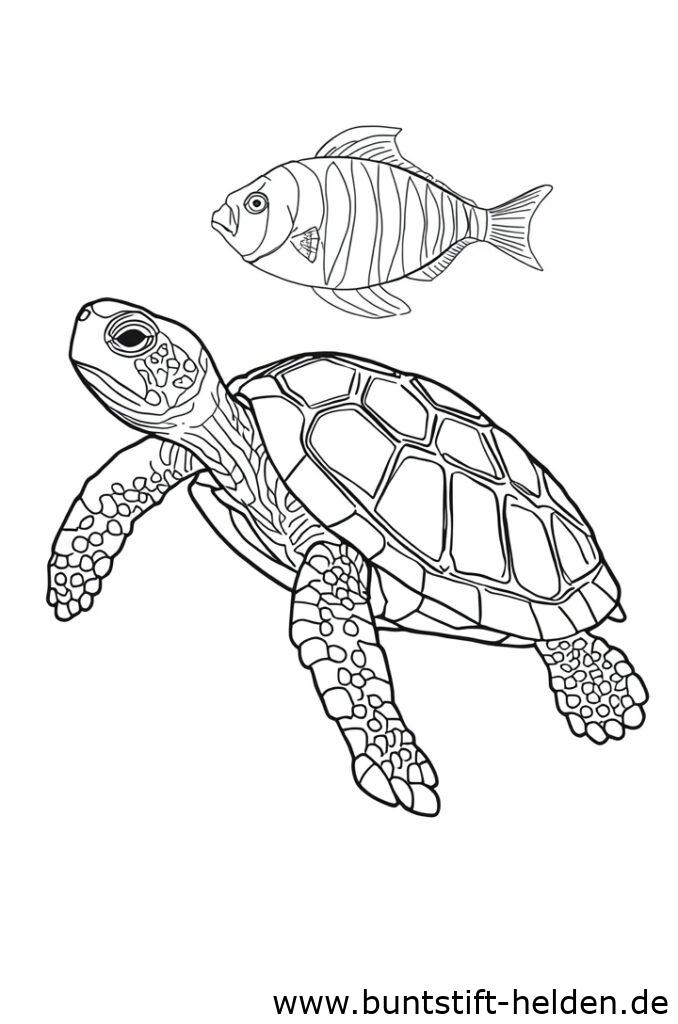 schildkroete und fisch 1