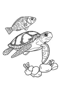 schildkroete und fisch 2