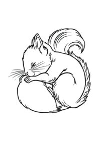 schlafendes eichhrnchen 1