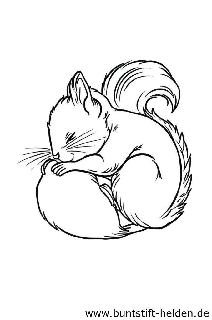 schlafendes eichhrnchen 1