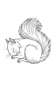 schlafendes eichhrnchen 2