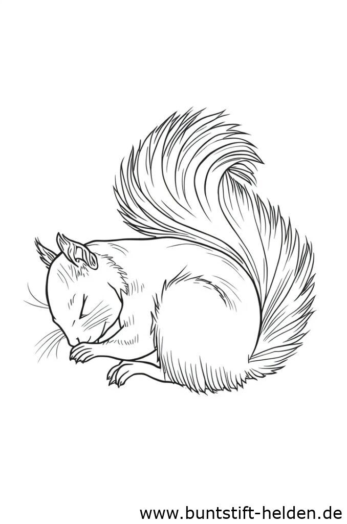 schlafendes eichhrnchen 2