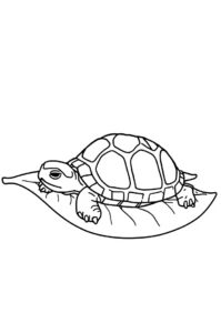 schlafenschildkroete 2