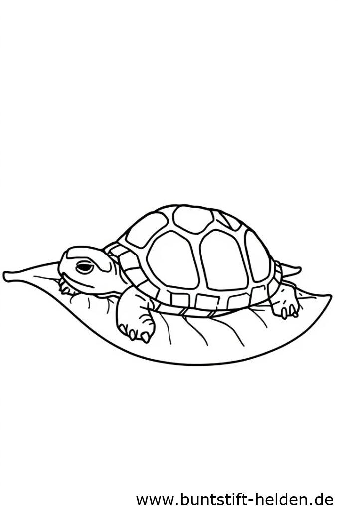 schlafenschildkroete 2