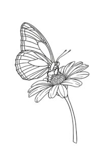 schmetterling auf blume 1