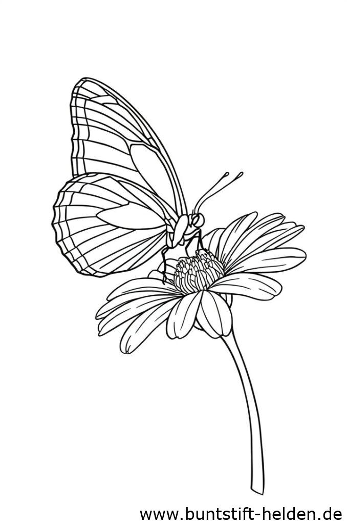 schmetterling auf blume 1