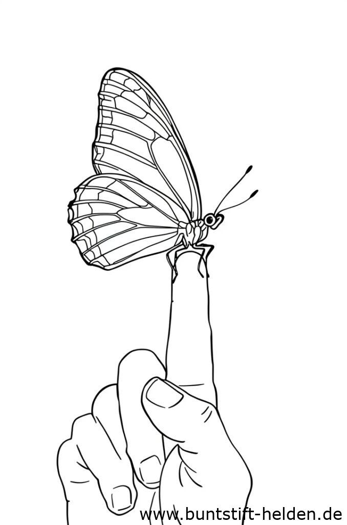 schmetterling auf finger 1