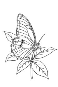 schmetterling und bltter 1