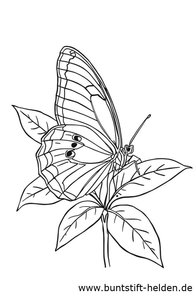 schmetterling und bltter 1