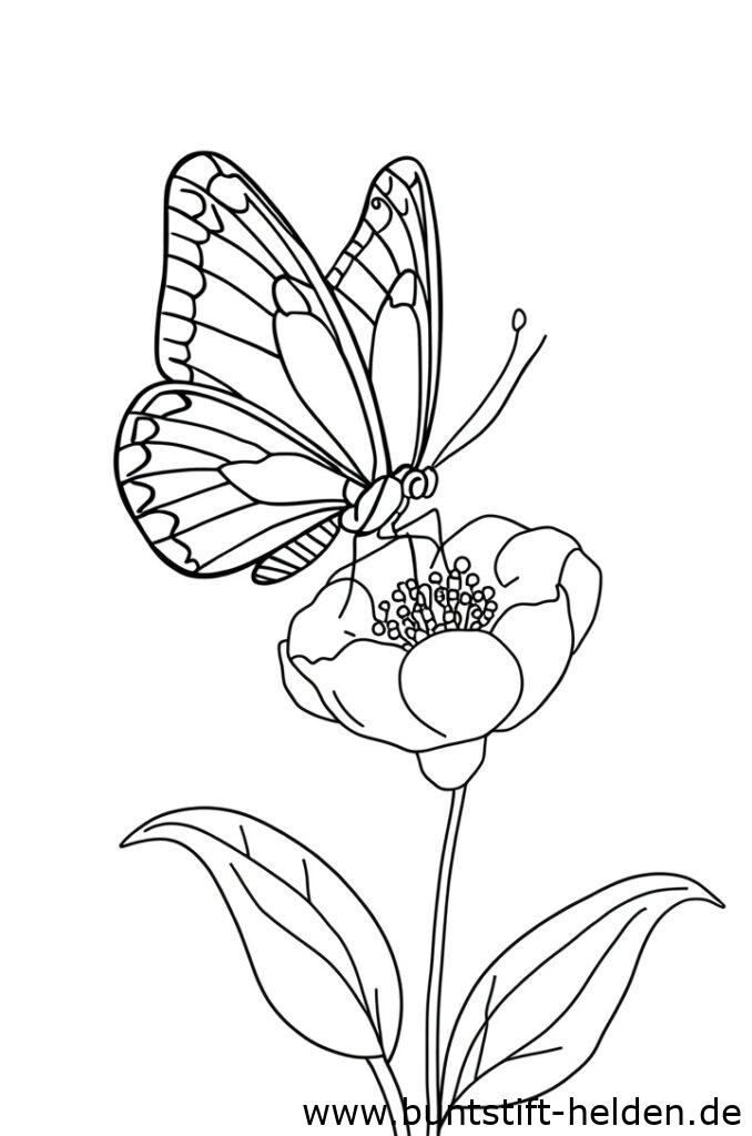 schmetterling und blume