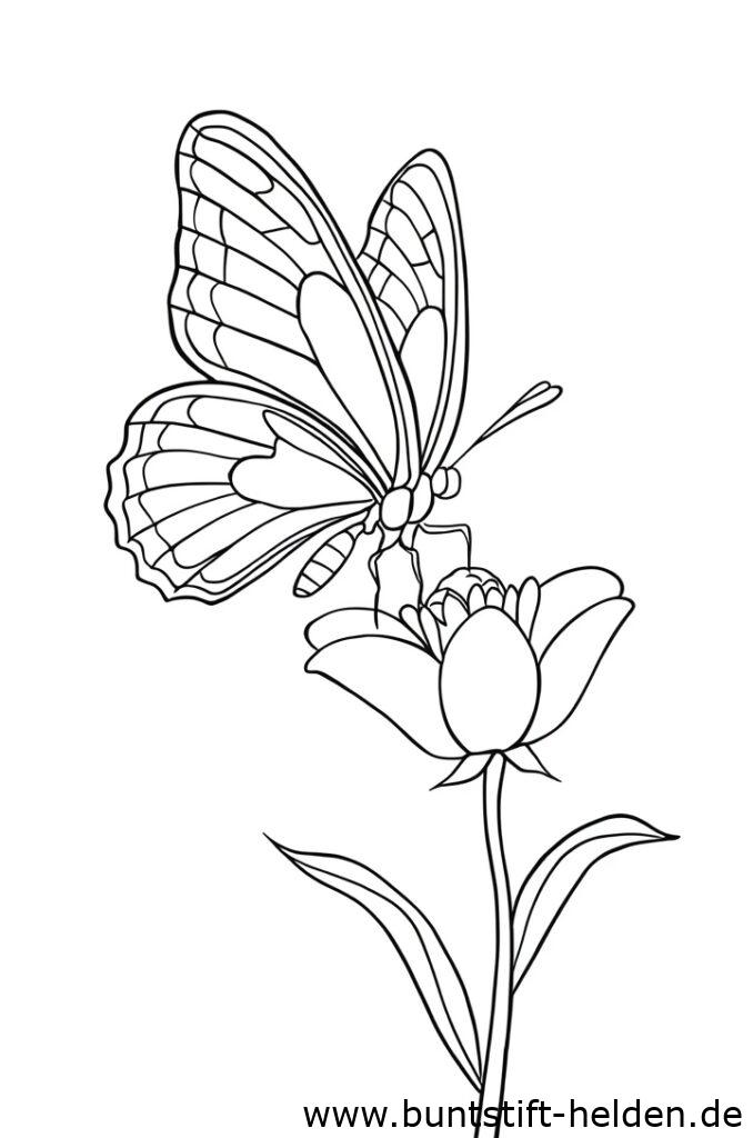 schmetterling und blume