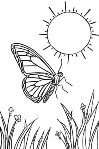 Schmetterling Und Sonne