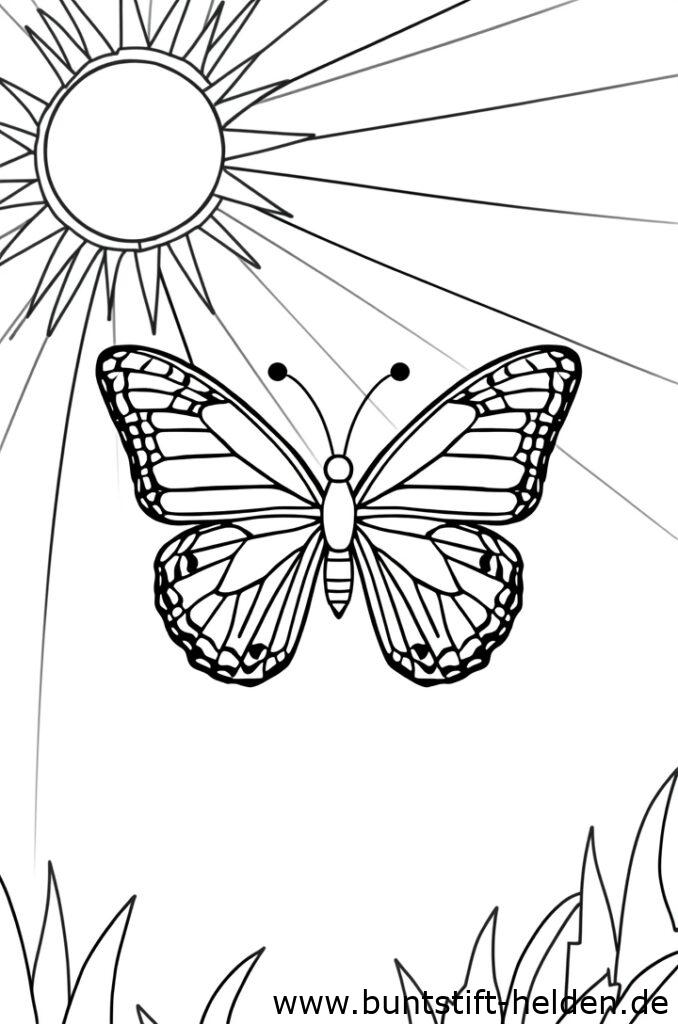 schmetterling und sonne 2