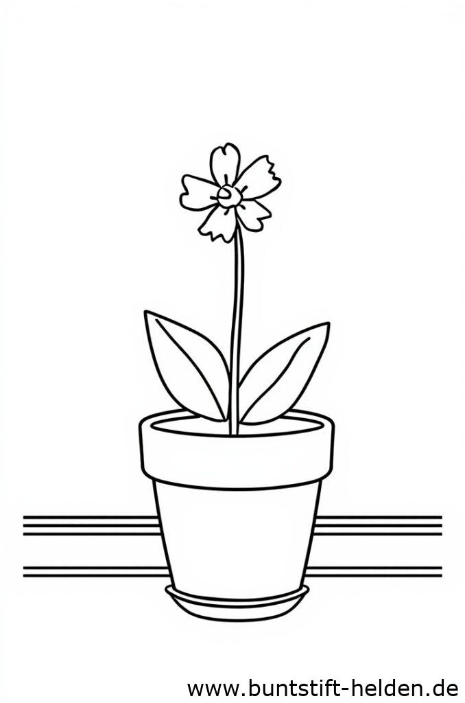 topfpflanze