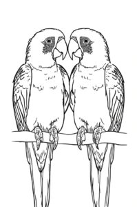 zwei papageien 2