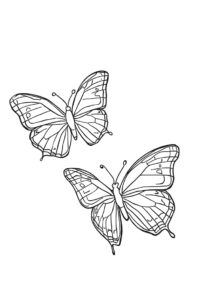 zwei schmetterlinge 1