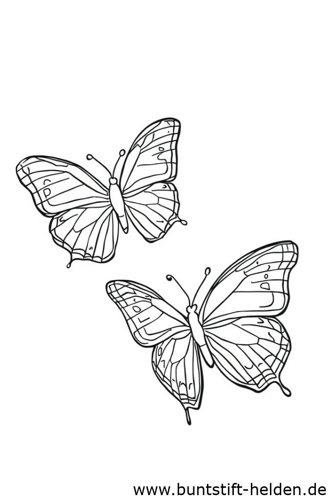 zwei schmetterlinge 1