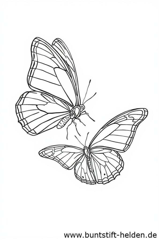 zwei schmetterlinge 2